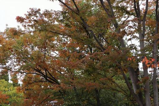 日本庭園 秋 日本庭園 秋 日本庭園,秋,姫路城の写真素材