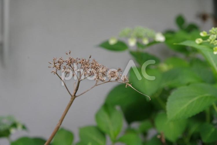 ガクアジサイ　額紫陽花 ガクアジサイ,額紫陽花,冷淡の写真素材