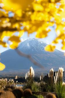 イチョウと富士 富士山,イチョウ,紅葉の写真素材