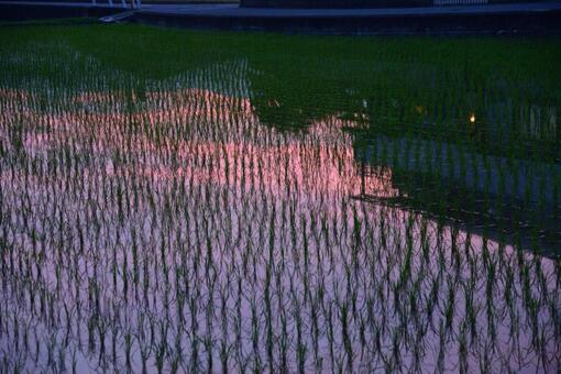 夕暮れ 夕暮れの写真
