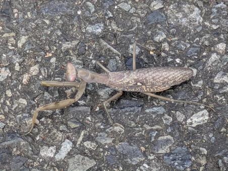 カマキリの写真