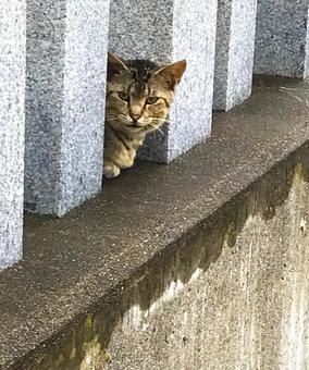 雨の街角の猫 雨の街角の猫の写真