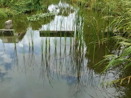 池に映るガマが美しい 池に映るガマが美しいの写真