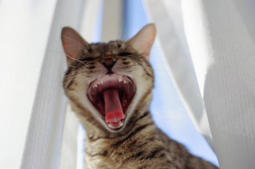 「なぎはらえ！」の猫 猫,子猫,キジトラの写真素材