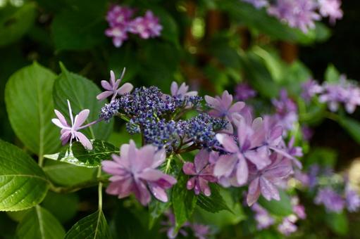 Photo, hydrangea, june, rainy season, 