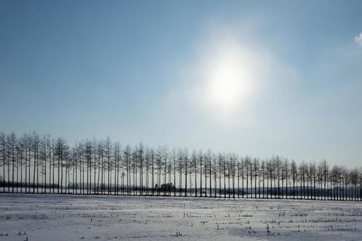 整然と並ぶ冬の林と太陽 整然と並ぶ冬の林と太陽の写真