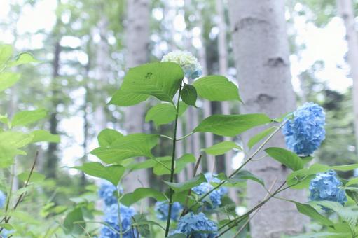 白樺とアジサイの写真