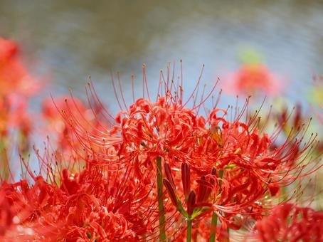 Photo, marlin, higambana, autumn, 