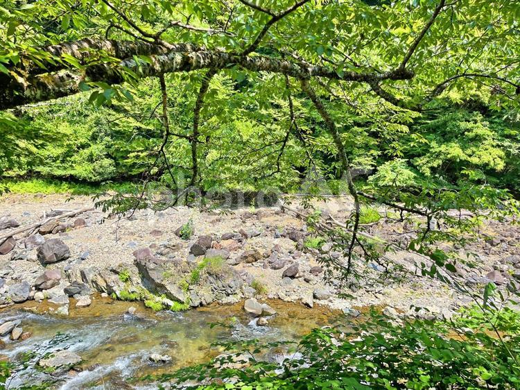 木陰からの川 自然,山,川の写真素材