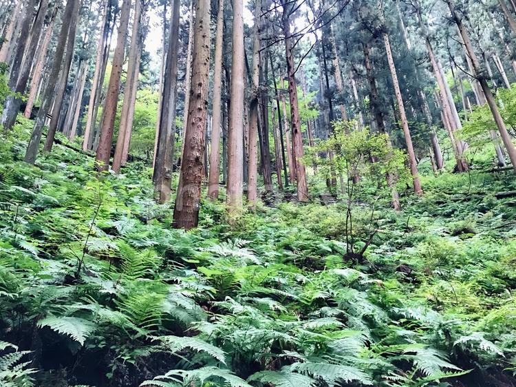 山の斜面に杉とシダだらけ 山,杉,シダの写真素材