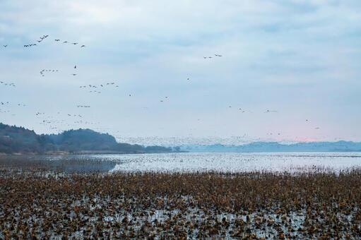 伊豆沼の朝(542) 伊豆沼,朝,夜明けの写真素材