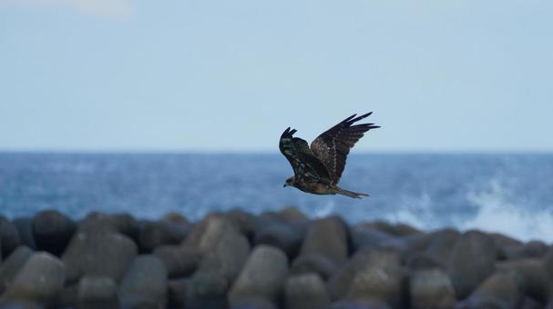 Black kite flying over the coast, JPG