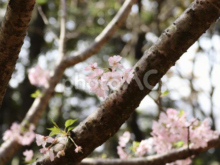 サクラのアップ サクラ,桜,ピンク色の写真素材
