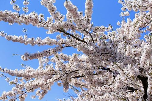函館公園の満開の桜の花 函館公園の満開の桜の花の写真