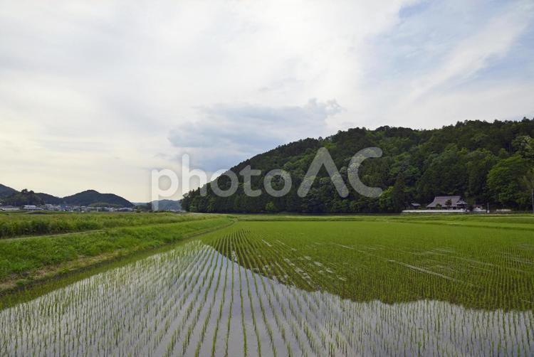 田園風景 田んぼ,田畑,田園風景の写真素材