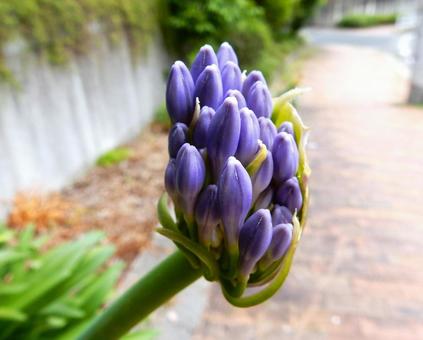Photo, agapanthus, purple clam, cliviaceae, 