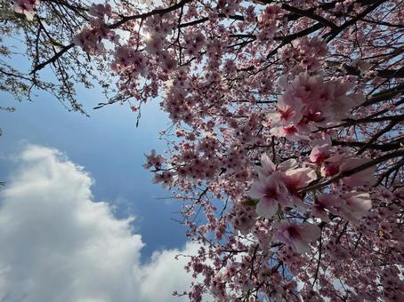 桜と空 桜と空の写真