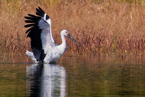 翼を広げるコウノトリ コウノトリ,鸛,幸せを運ぶ鳥の写真素材