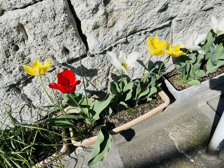 花壇の花 花壇の花の写真