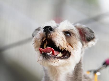 吠える犬の顔(ミックス犬) 吠える犬の顔(ミックス犬)の写真