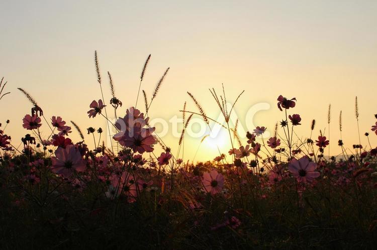 夕焼けとコスモス 秋,ガーデニング,キレイの写真素材