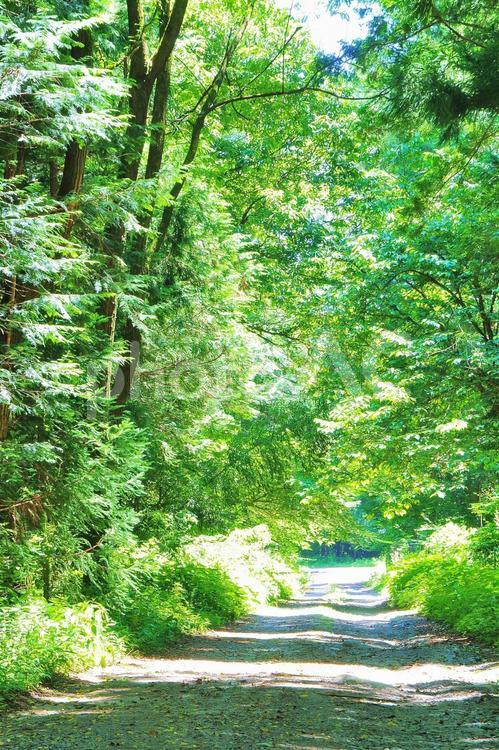 初夏の新緑の駒ケ根高原2 新緑,駒ケ根高原,高原の写真素材