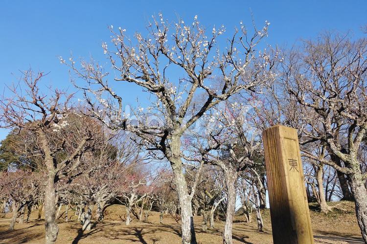 ＜春のイメージ＞梅の花 梅,花,梅の花の写真素材