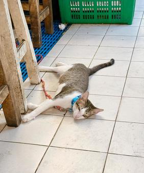 市場の床で寝転ぶ猫 市場の床で寝転ぶ猫 猫,ネコ,ねこの写真素材