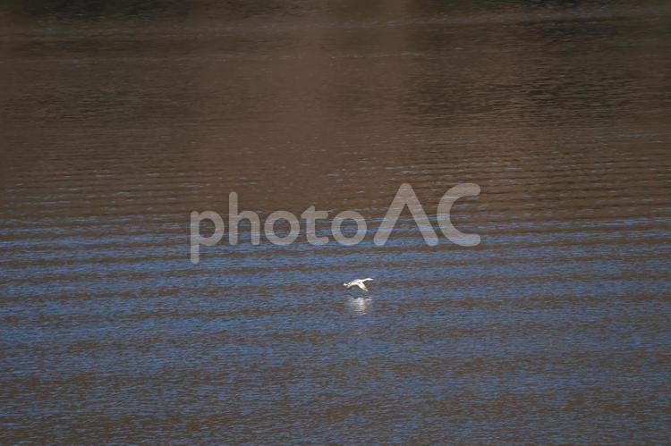 さざ波の水面近くを飛ぶ鳥のいる風景 さざ波,水面,近くの写真素材