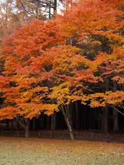 赤々とした紅葉 もみじ,紅葉,秋の写真素材