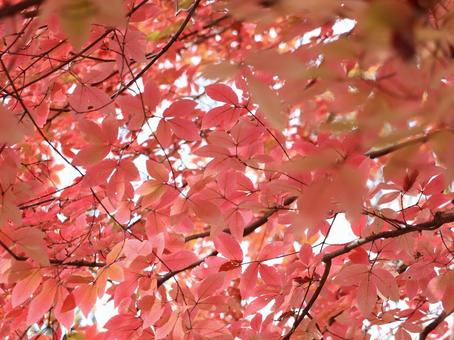 紅葉 紅葉の写真