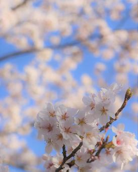 ふんわりとした淡い色の桜と青空 ふんわりとした淡い色の桜と青空の写真