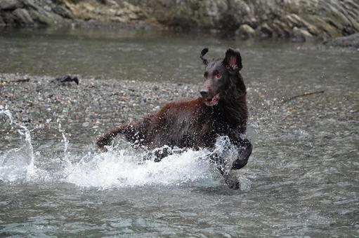 え、そっちなの!? え、そっちなの!? 犬,大型犬,レトリーバーの写真素材