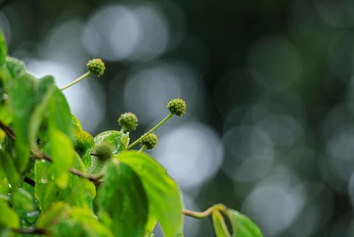 照片, 自然, 风景, 季节, 