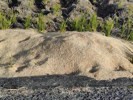 道のわきのもみ殻 もみ殻,農業,農家の写真素材