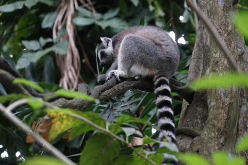木に登るキツネザル 木に登るキツネザル キツネザル,木,登るの写真素材