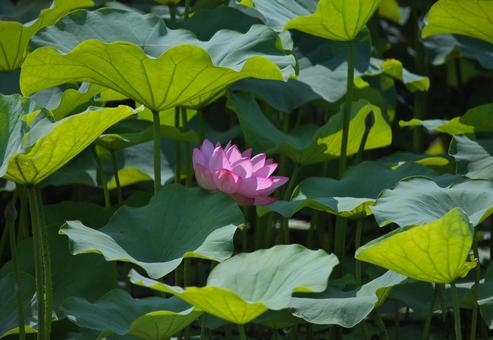 Photo, lotus, plant, flower, 