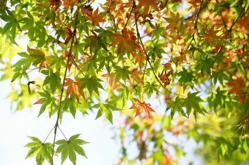 色とりどりの秋の紅葉 色とりどりの秋の紅葉 紅葉,秋,葉の写真素材