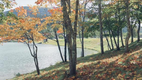 秋の木漏れ日 紅葉,秋,オレンジの写真素材