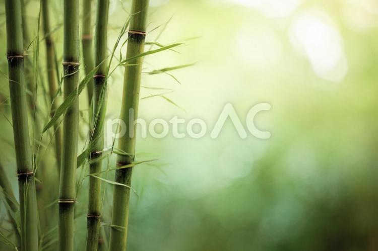 清々しい緑の竹林背景 竹,竹林,緑の写真素材