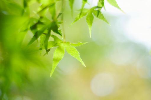 新緑のもみじ 新緑のもみじ もみじ,植物,葉の写真素材