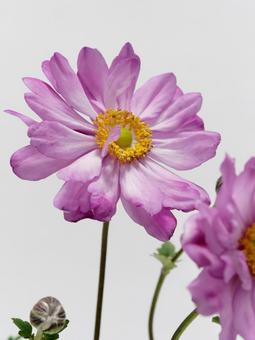 ピンク色のシュウメイギクの花 ピンク色のシュウメイギクの花の写真
