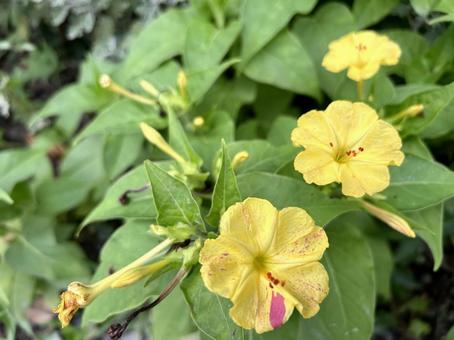 Photo, flower, summer, yellow, 