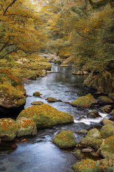 熊本-【菊池渓谷の紅葉】 熊本,菊池渓谷,川の写真素材