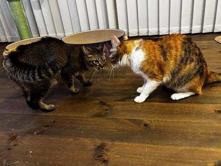 キジトラ　三毛猫ニャンプロ 可愛い,猫,ネコの写真素材