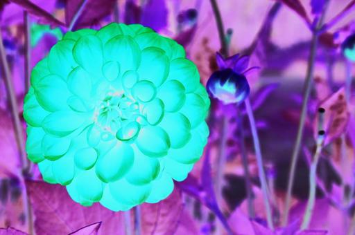 ダリア ダリアの写真