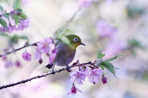 河津桜にとまるメジロの写真