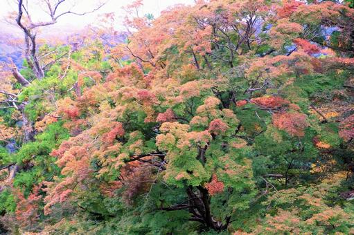 大もみじのカラフルな紅葉 紅葉,もみじ,大紅葉の写真素材