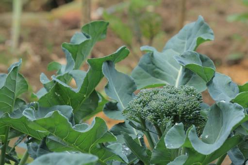 家庭菜園で育てたブロッコリー ブロッコリー,野菜,緑の写真素材