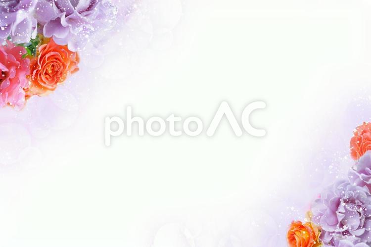紫のバラのフラワーフレーム/メッセージカード/白背景 バラ,薔薇,ローズの写真素材